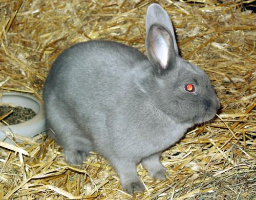 Kaninchenschönheit