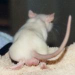 Ein süßer Rattenpopo