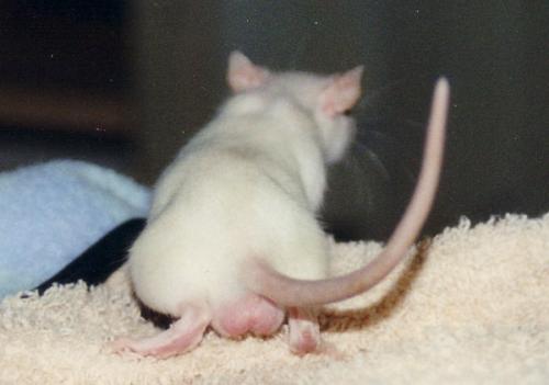 Ein süßer Rattenpopo
